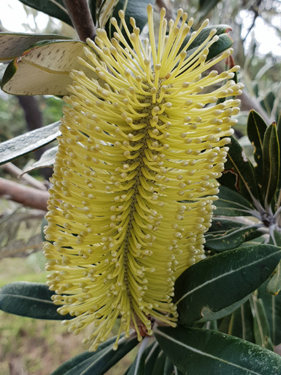 Energy Therapy, Gold Coast